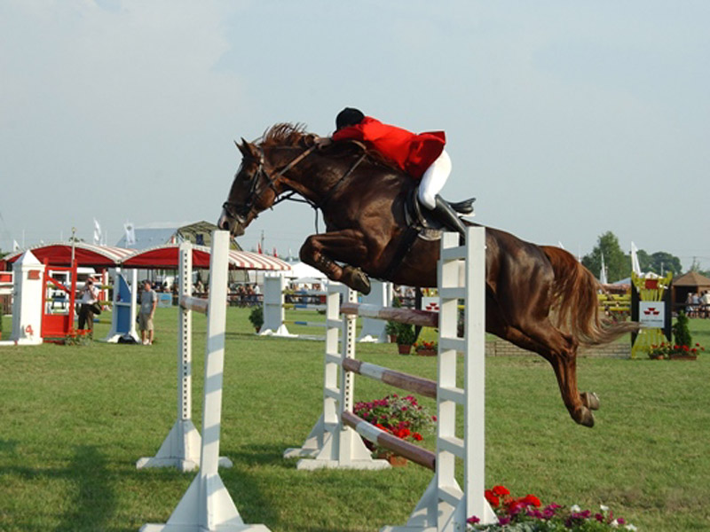 Mezohegyesi Sport-Horses